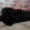 黒猫や黒サビの子猫です サムネイル7