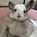 チンチラ飼育経験がある方を探しています。
