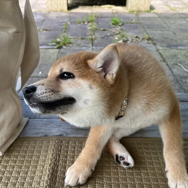 ごうすつのカバー写真