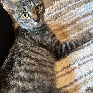 キジトラ1歳（避妊済）