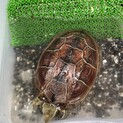 【里親募集※車でのお届け可能】クサガメ（ゼニガメ）