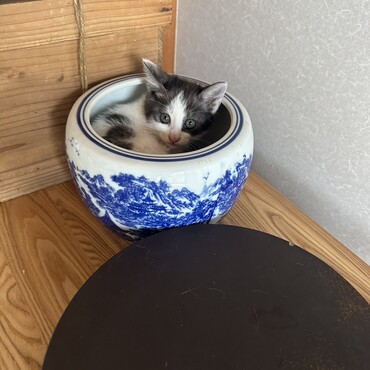 こまちったらこんなところで