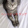 マンチカン最後のご家族募集しています！ サムネイル4
