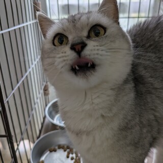 マンチカン最後のご家族募集しています！