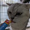 マンチカン最後のご家族募集しています！ サムネイル2