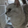 マンチカン最後のご家族募集しています！ サムネイル3