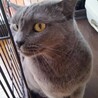 マンチカン最後のご家族募集しています！ サムネイル3