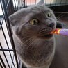 マンチカン最後のご家族募集しています！ サムネイル4