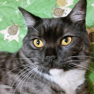 マンチカン最後のご家族募集しています！