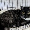 マンチカン最後のご家族募集しています！ サムネイル4