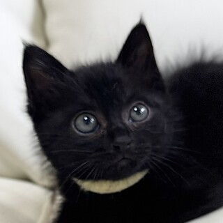 癒し系黒猫3兄妹♡ココア♂2ヶ月