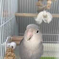 コザクラインコ 雄 モーブ