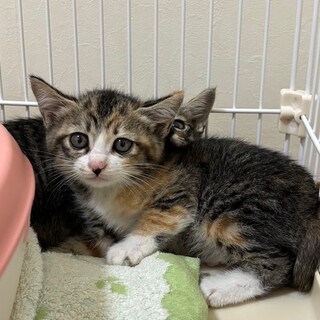 キジ三毛　センちゃん