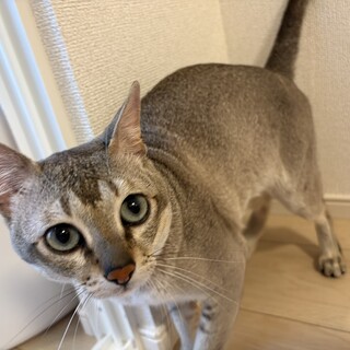 甘えん坊猫