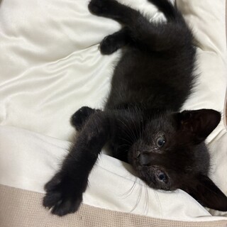 生後1か月黒猫の男の子????