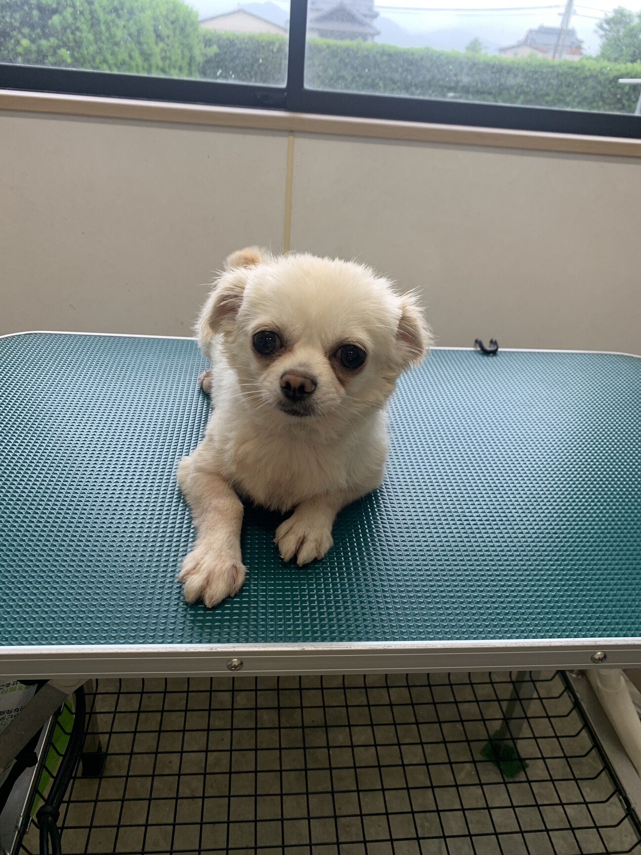 しらたまちゃん！チワワ 」佐賀県 - 犬の里親募集(541970) 1枚目の