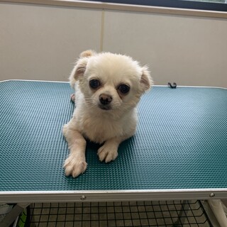 しらたまちゃん！チワワ 」佐賀県 - 犬の里親募集(541970) 3枚目の