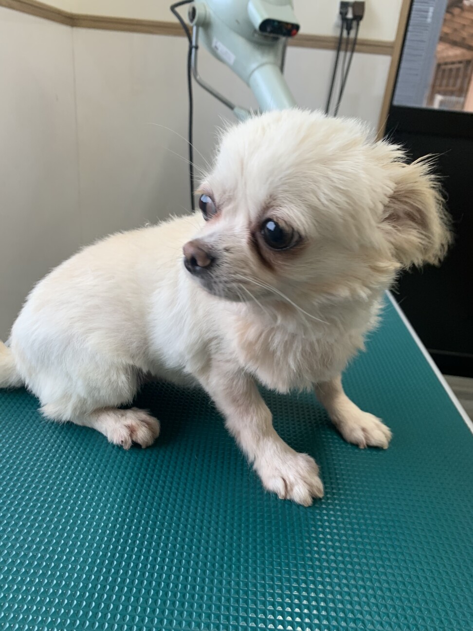 しらたまちゃん！チワワ 」佐賀県 - 犬の里親募集(541970) 4枚目の