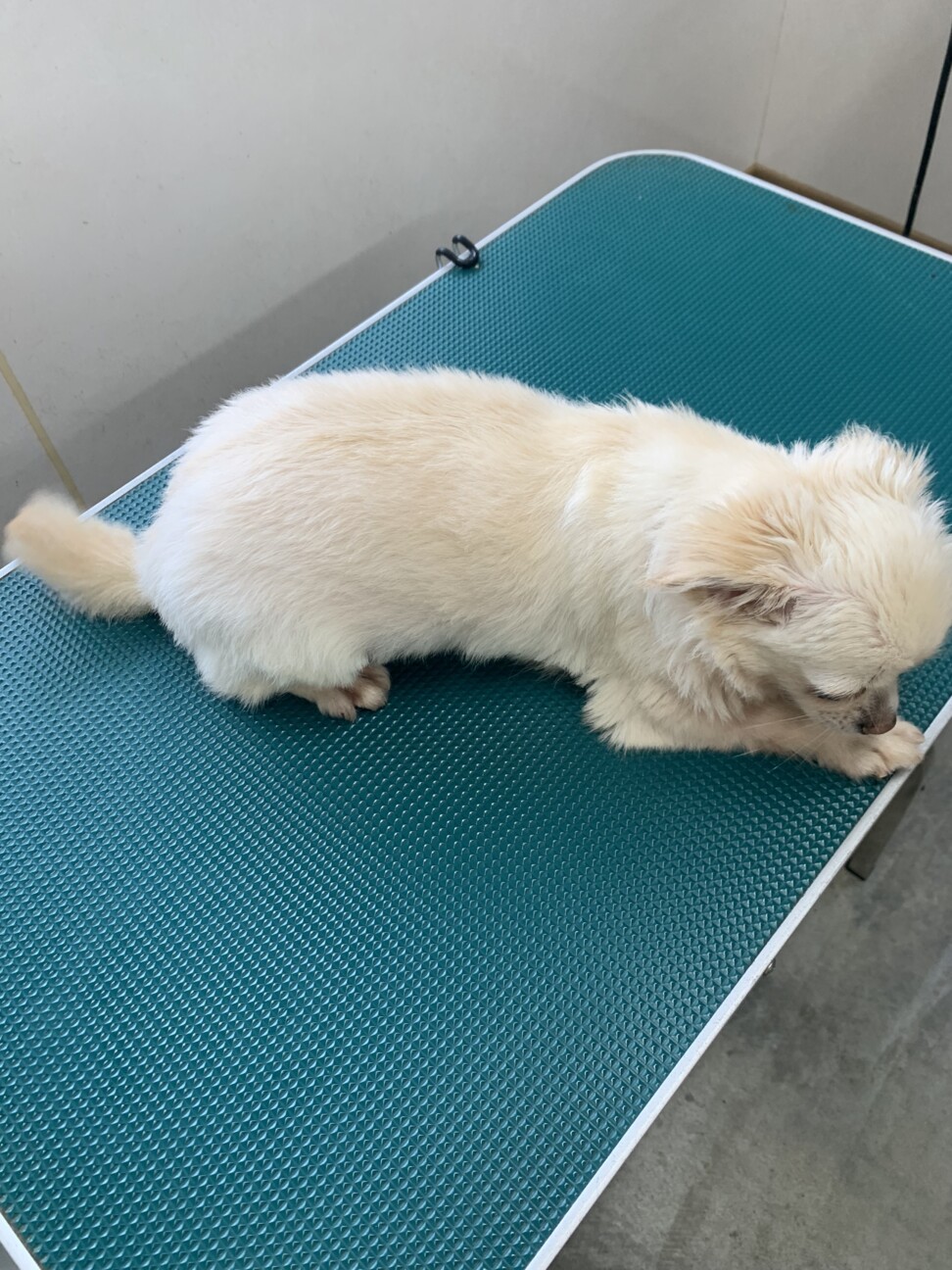 しらたまちゃん！チワワ 」佐賀県 - 犬の里親募集(541970) 3枚目の