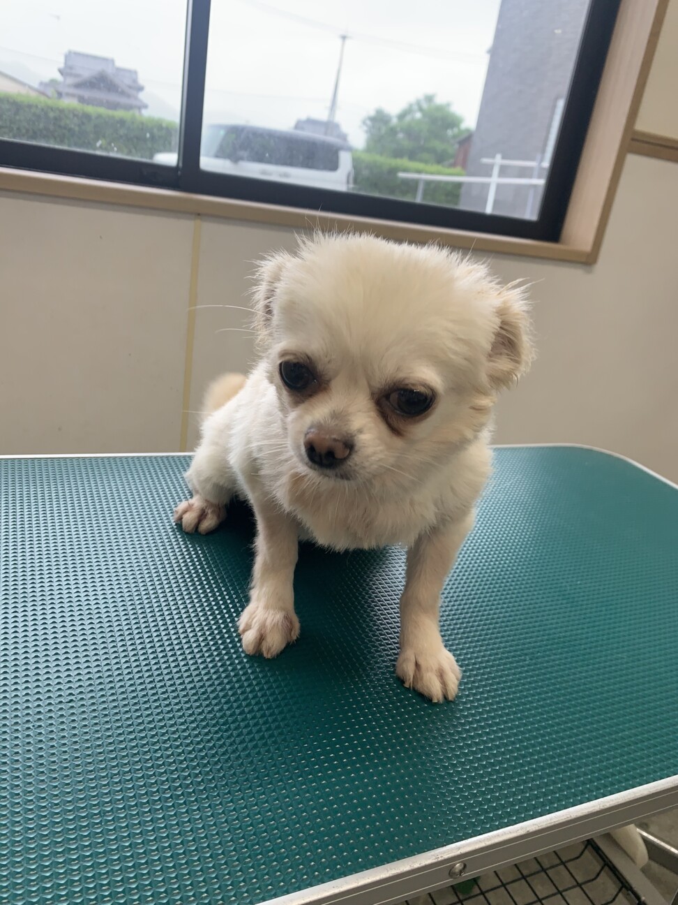 しらたまちゃん！チワワ 」佐賀県 - 犬の里親募集(541970) 5枚目の