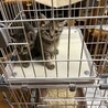 イデアシュラウド