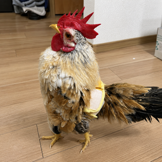 ワキコガネウロコインコ 」東京都 - 鳥の里親募集(505502) 5枚目の