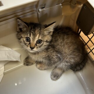 子猫の里親募集します！生後2ヶ月で可愛い子です！　