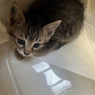 子猫の里親募集します！生後2ヶ月のオスです！