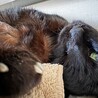 じーにゃんず