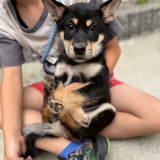 愛媛県出身野犬3兄妹の仔犬【カンタ】