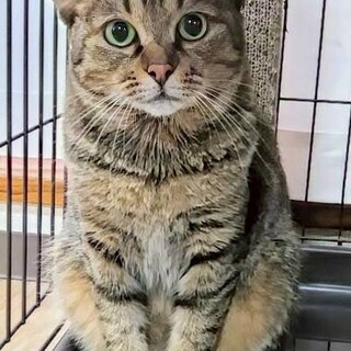 猫ちゃん大好き❤️パンナちゃん