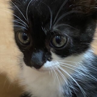 トライアル決定しました　黒白　ベルガモットちゃん