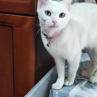 仮名バニラ、ご家族募集