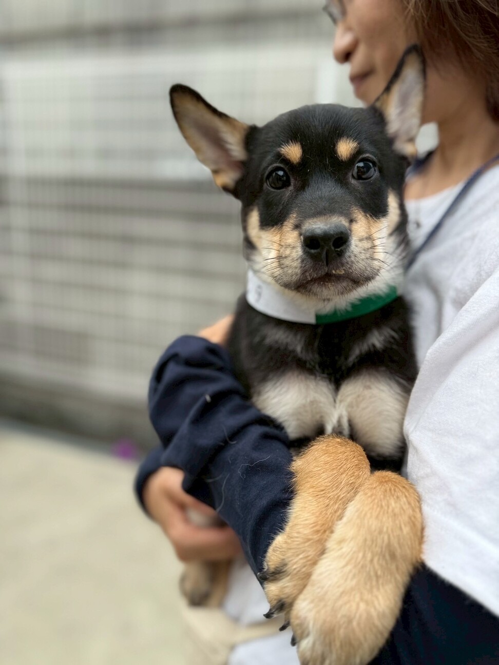 とても珍しい　仔犬の伊万里 愛媛県出身野犬3兄妹の仔」大阪府 - 犬の里親募集(541977) 3枚目の