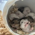 5月21生まれジャンガリアンハムスター