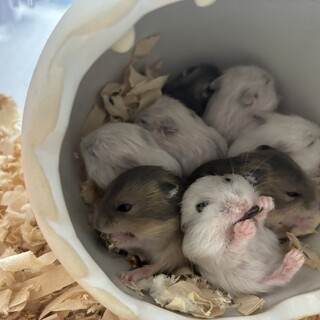 ハムスター × 埼玉県が募集対象」小動物の里親募集情報 :: ペットの