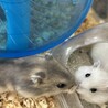 5月21生まれジャンガリアンハムスター サムネイル6