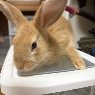 ミニウサギ×ロップイヤーのミックス