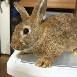 ミニうさぎ×ロップイヤーのミックス
