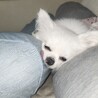 まっちゃんココ