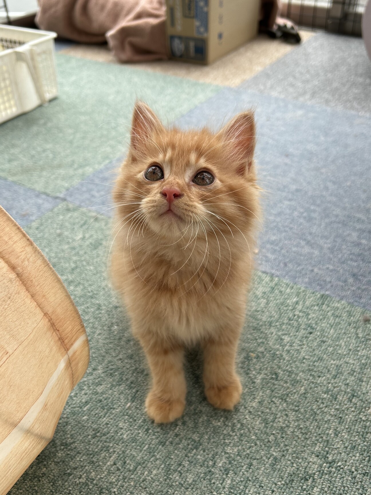 リンコナダ　猫の親子 ふわふわ長毛兄弟♡コタロ」東京都 - 猫の里親募集(541989