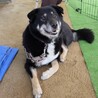 小さなお耳とマロ眉が個性的なマリンちゃん♡