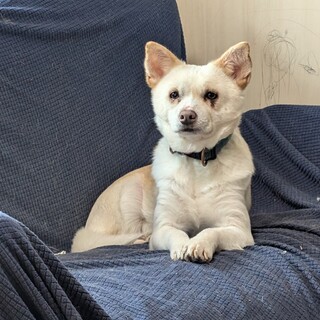 元野犬。2年経っても触れないけど可愛い子です