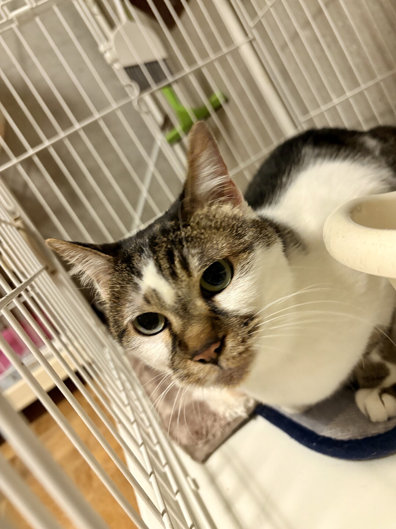 (ΦωΦ)生後３ヶ月♥ちぃちゃん(ΦωΦ)♥里親様募集♥うるうるお目々・猫 ちぃ】ちゃん子猫大好き」岡山県 - 猫の里親募集(540665) :: ペット