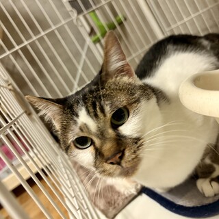 (ΦωΦ)生後３ヶ月♥ちぃちゃん(ΦωΦ)♥里親様募集♥うるうるお目々・猫 ちぃ】ちゃん子猫大好き」岡山県 - 猫の里親募集(540665) 3枚目の