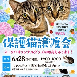保護猫譲渡会@ユアペティア雪谷大塚店