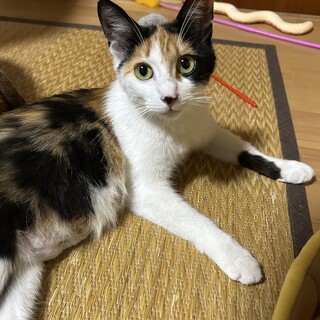 人が大好きな甘えん坊♡美人ママ猫みいちゃん