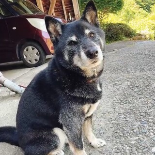 まだまだ元気なシニア柴犬