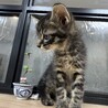 可愛いキジクロラナちゃん サムネイル6