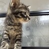 可愛いキジクロラナちゃん サムネイル7